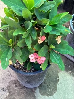 Planta Corona de Cristo