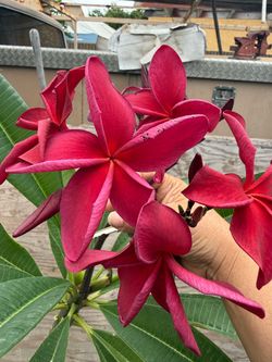 Plumeria plant  begonia red it has a healed sunburn at the bottom selling for a friend