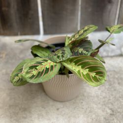 Beautiful Prayer Plant Maranta leuconeura Plant Houseplant in 6 Inch Pot House Plant  Cash only  