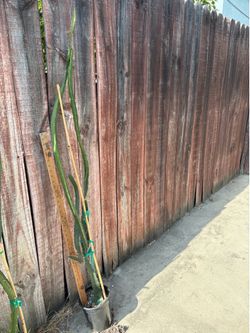 Dragón fruit plant-Sugar Dragon over 4ft