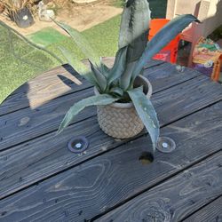 BEAUTIFUL REAL AGAVE AMERICANA (2) IN CERAMIC POT