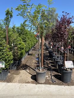 Ash tree for sale 15gallon