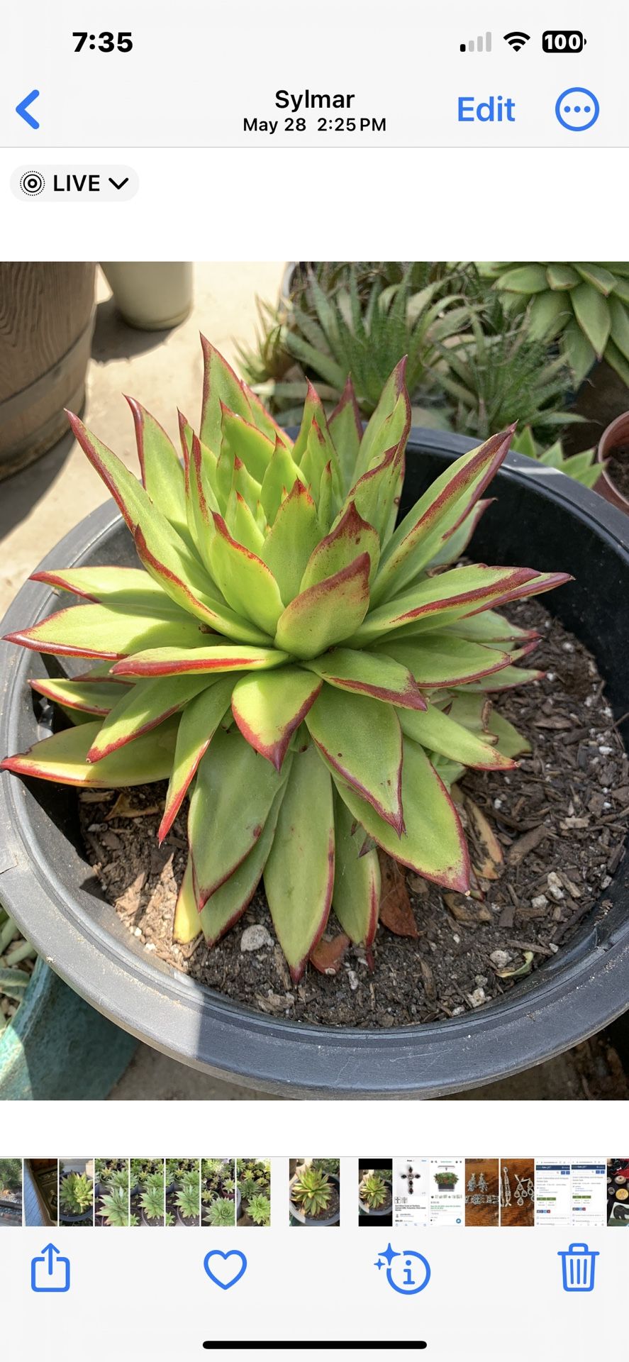 Succulents & Succulents 