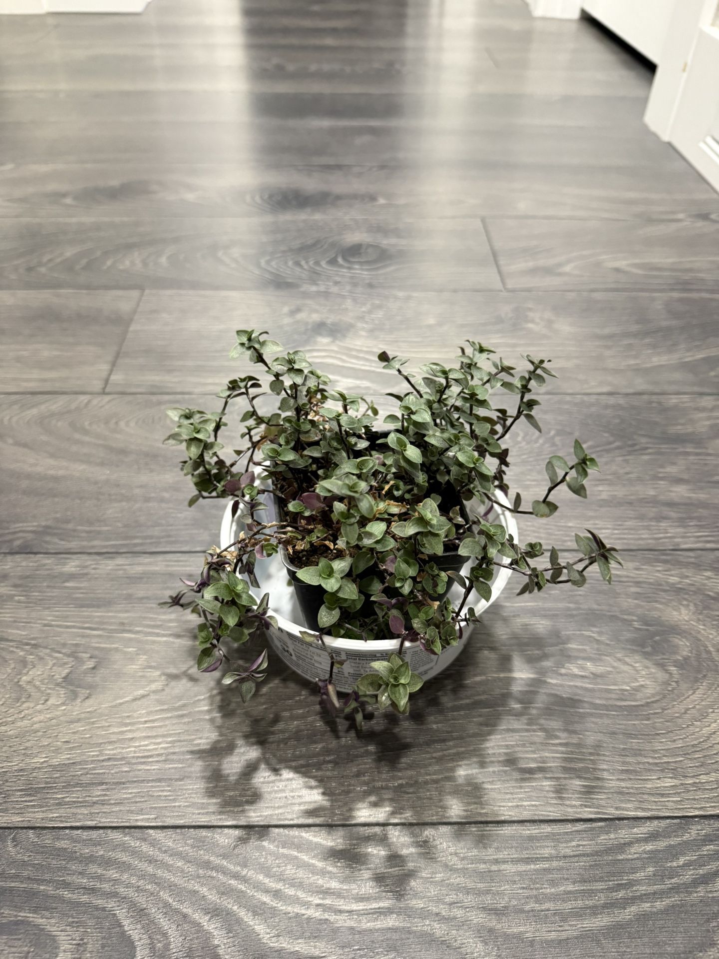 Mini Leaves Tradescantia Plant Indoor Very Cute