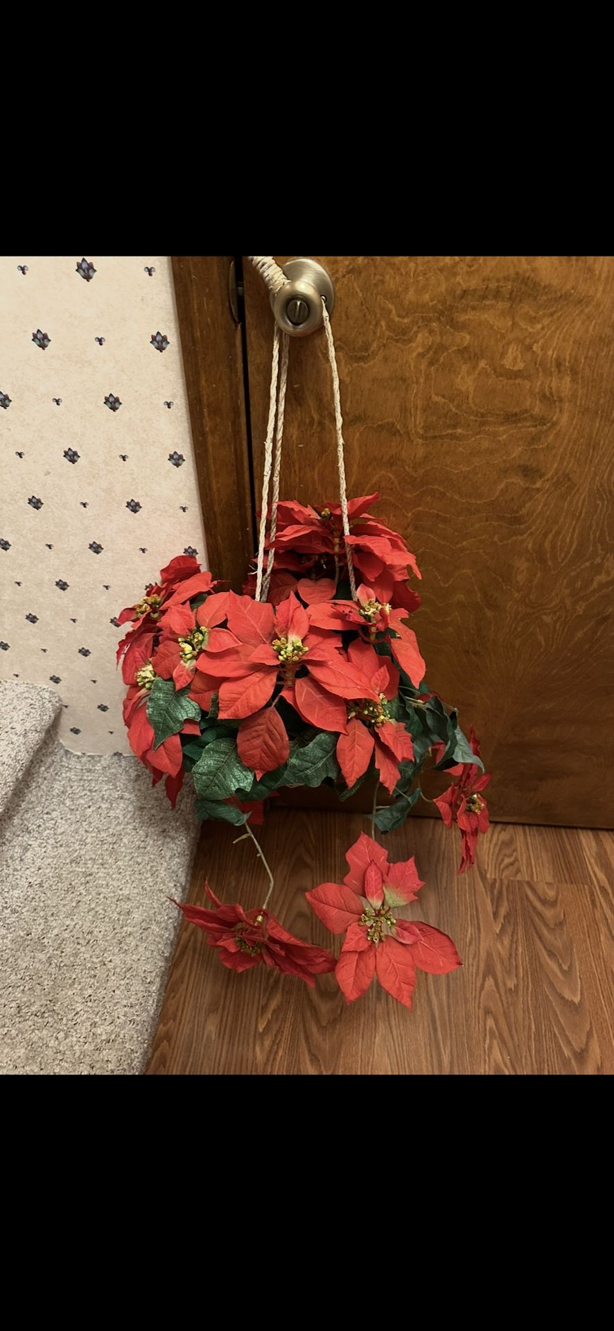 2 Poinsettias Hanging Baskets