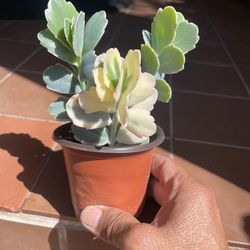 Variegated Kalanchoe Succulent