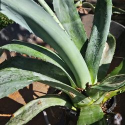 Blue Agave. Pick Up Only 