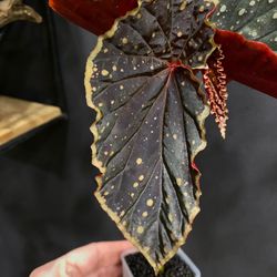 ✨Begonia Chlorosticta Red x Darthvaderiana ✨