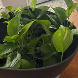 Golden Pothos 