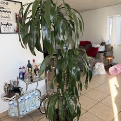 6 ft. Sharon plant