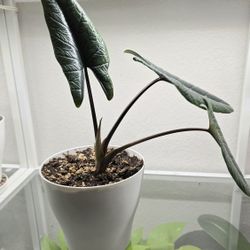 Alocasia Scalprum