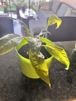 Peace Lily