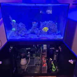 fish tank aquarium 