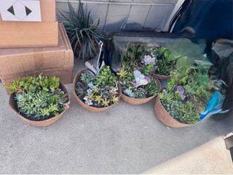 Succulentas