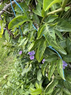 Quishtan -Solanum wendlandii -Blue Potato Vine