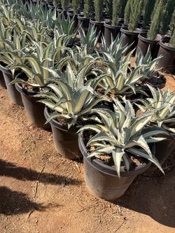Agaves 15 gal