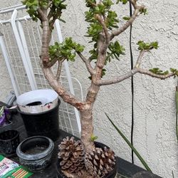 Jade Tree