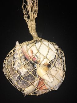 Assorted sea shells decoration
