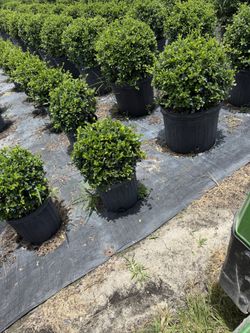 Plants