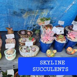COME CHECK OUT THE SUCCULENTS AT SKYLINE SUCCULENTS THIS Sunday IN SAN LORENZO