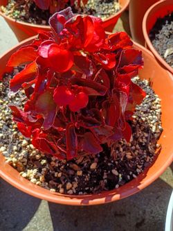 Begonia pink mature