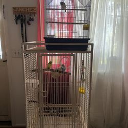 Cage with Finch and Parakeets 