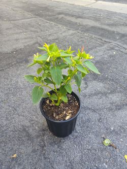 Four o clock plant