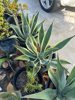 Agave