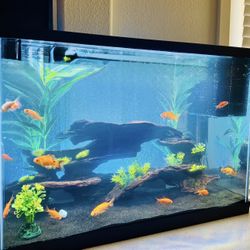 20 Gallon Fish Tank