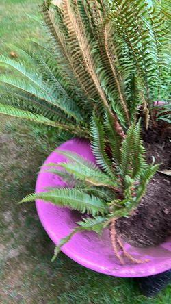 Freshly dugged out fern