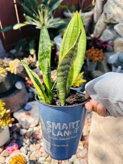 Sensevieria plant