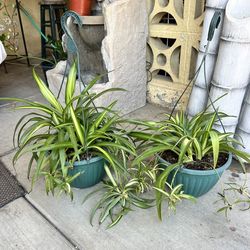 Spider Plants