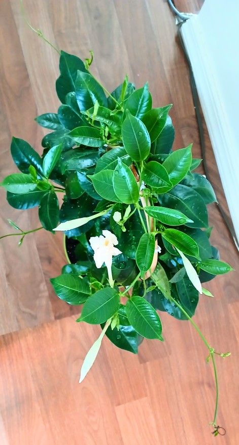 Live Healthy Dipladeia White Flowering Indoor Outdoor Large Houseplants 6 Inch Plastic Pot $15