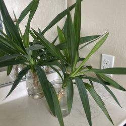 🌿 Rooted Dracaena Cuttings – Set of 3 for $15 🌿 📍 Pickup Location: S. Durango & 215 (Near IKEA)  These healthy, well-rooted cuttings are ready to b