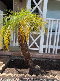 Pygmy Date Palm