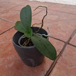 ORCHID PLANT 🪴 