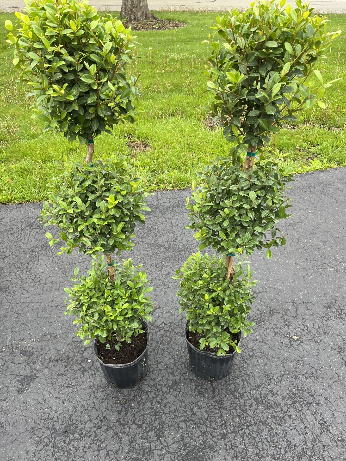Classic Set Of Two Matching Topiary Trees
