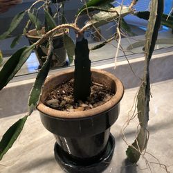 Cactus Plant Ceramic Pot Thumbnail