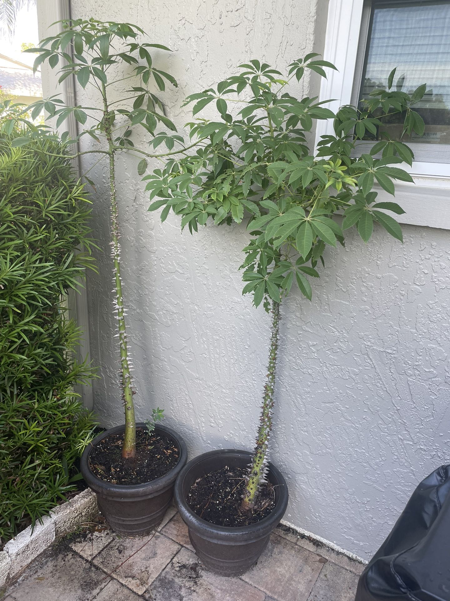 2 Pink silk Floss Trees