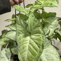 Syngonium White Butterfly 