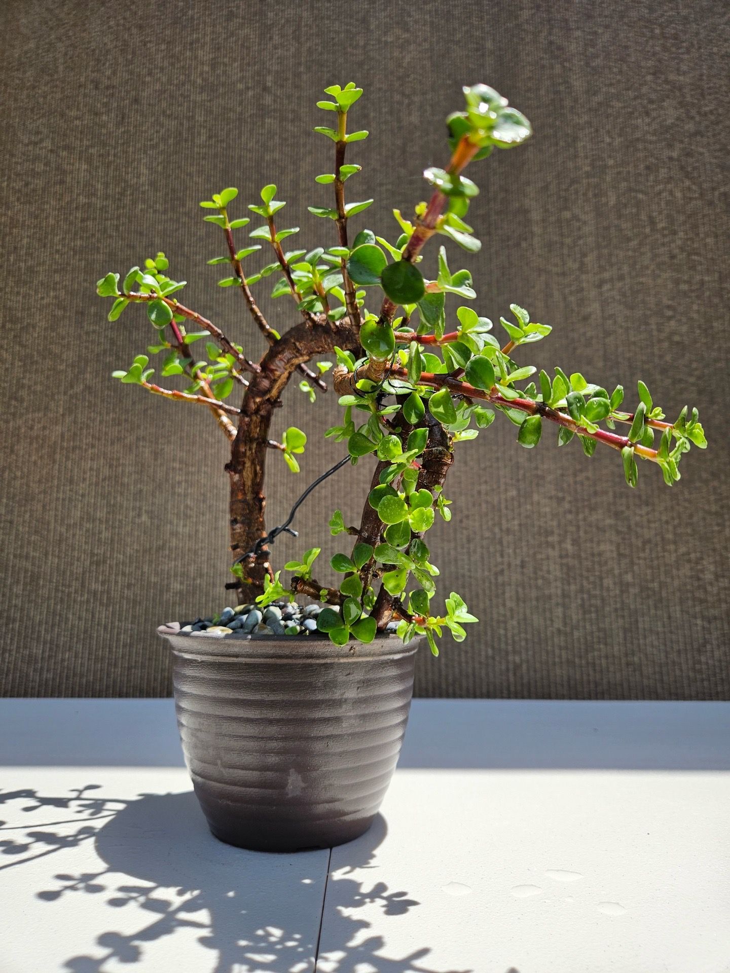 Dwarf jade Bonsai Tree ( Elephant bush )