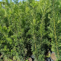 Podocarpus 7gl $19 Privacy Hedge Plants 🌿🌿 4ft
