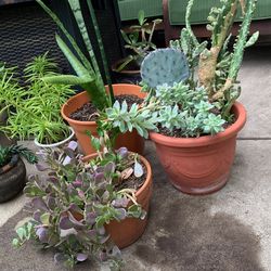 Misc. Plants/succulents 