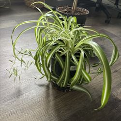 The Spider Plant
