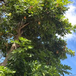 Ackee tree Plants For Sale 