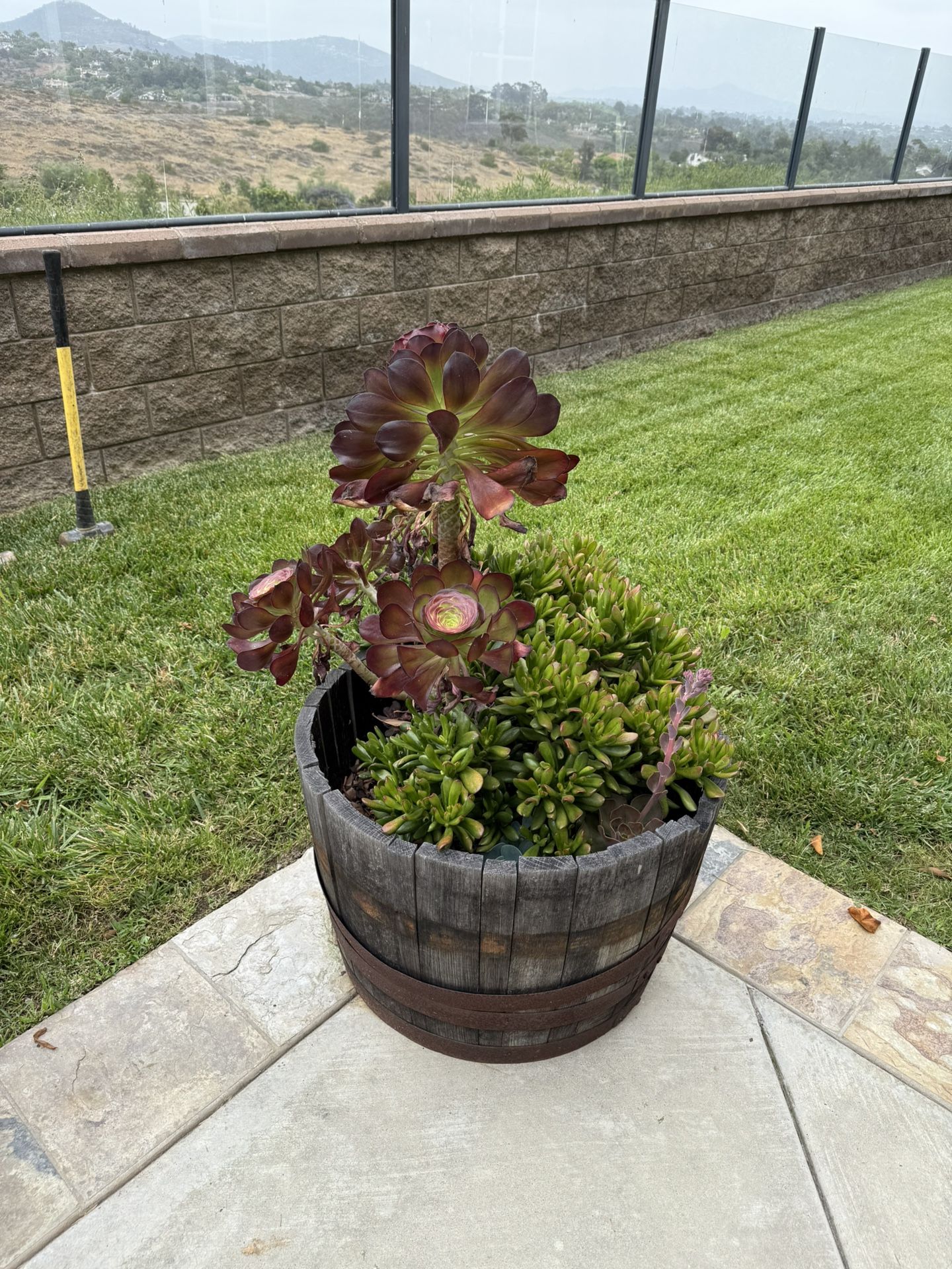 Set of 2 Half Wine Barrel Planters with Succulents