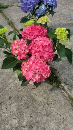 Hidrangea
