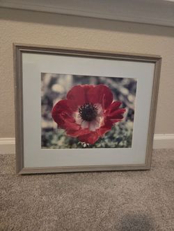 Framed Red Anemone Botanical Art Print - 21" x 18.5