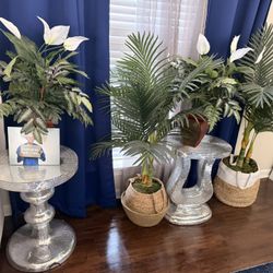 Tables And Plants 
