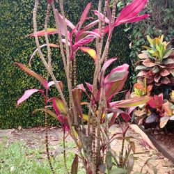 Dracaena Red Sister Live Outdoor Plant in Beautiful Pot